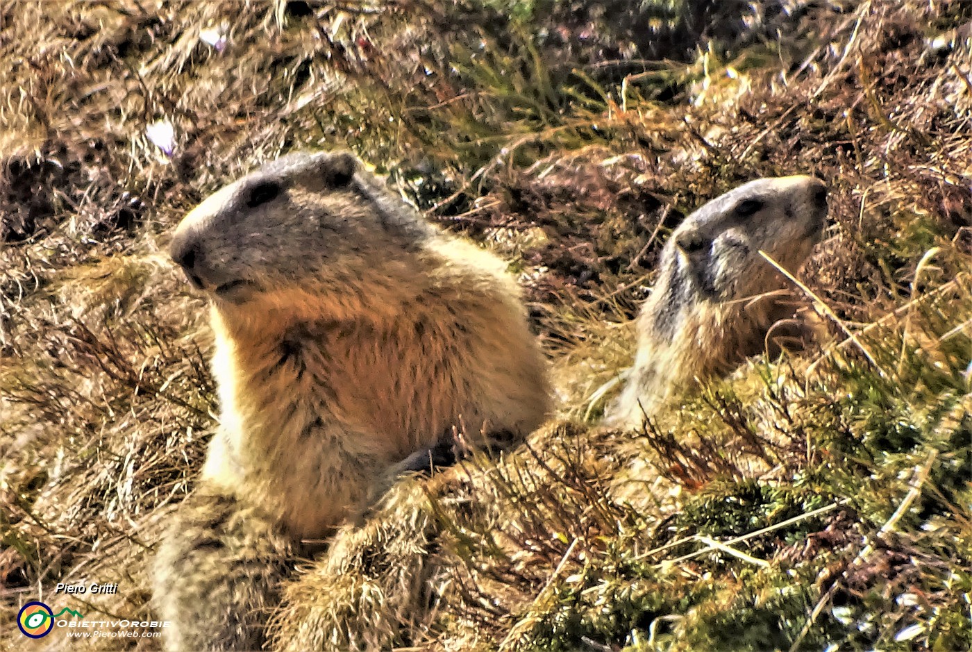 43 Al fischio della prima due altre marmotte si mettono in attenta sentinella.JPG
